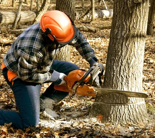 Tree Removal in Dawn, TX